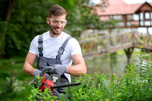 Bush trimming with electrically powered chain saw, concept of shrub trimming